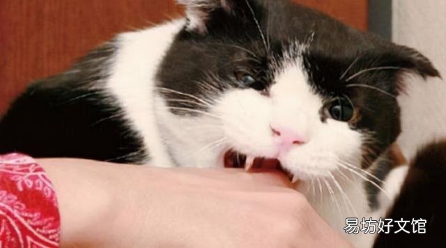 猫咬人但是不用力咬(猫咬人但是不用力咬表示什么)