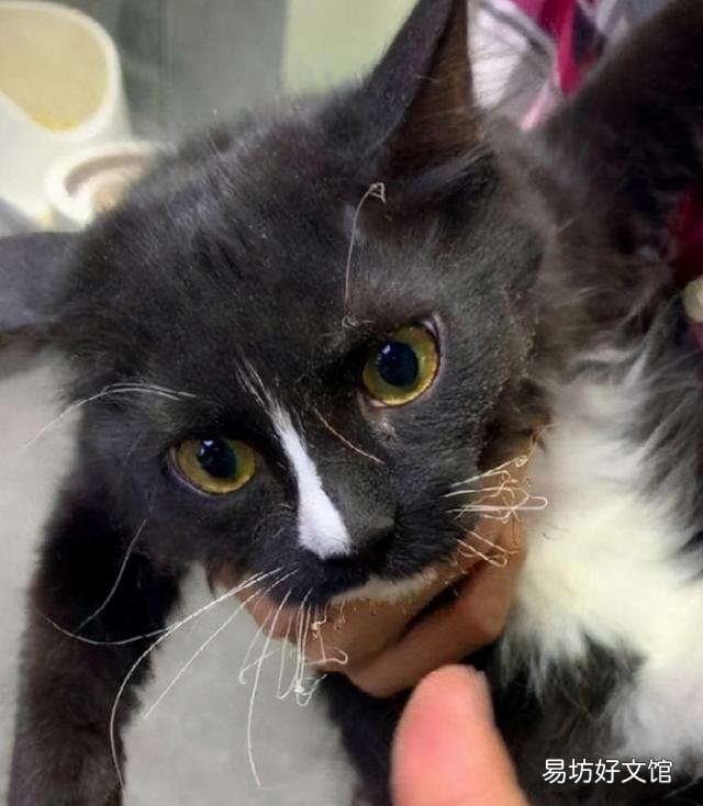 猫咬人但是不用力咬(猫咬人但是不用力咬表示什么)