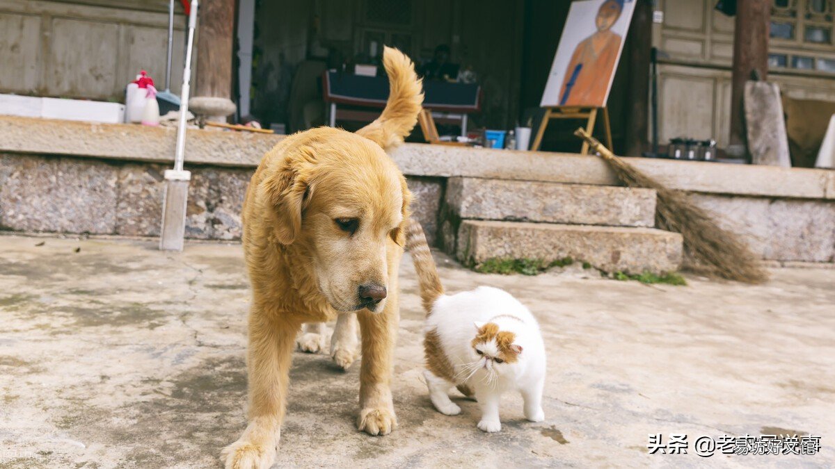 猫上门为什么不能赶走(猫上门能赶走吗)