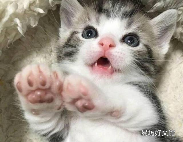 猫怎么叫(猫怎么叫的声音)