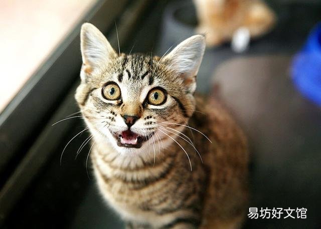 猫怎么叫(猫怎么叫的声音)