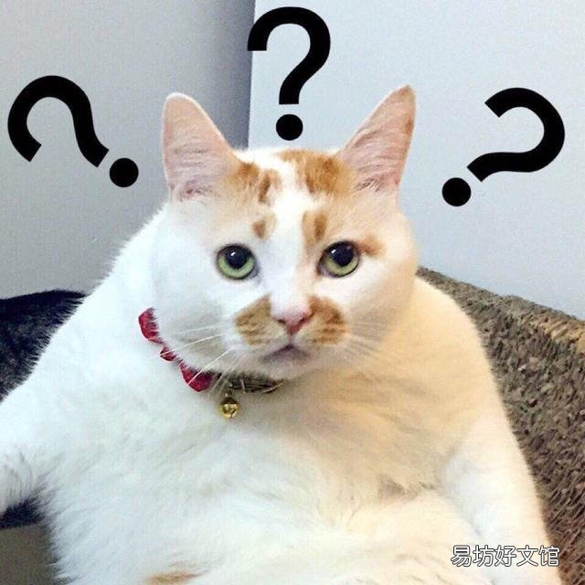 猫怎么叫(猫怎么叫的声音)
