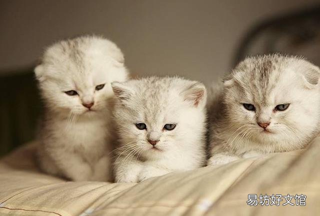 猫怎么叫(猫怎么叫的声音)