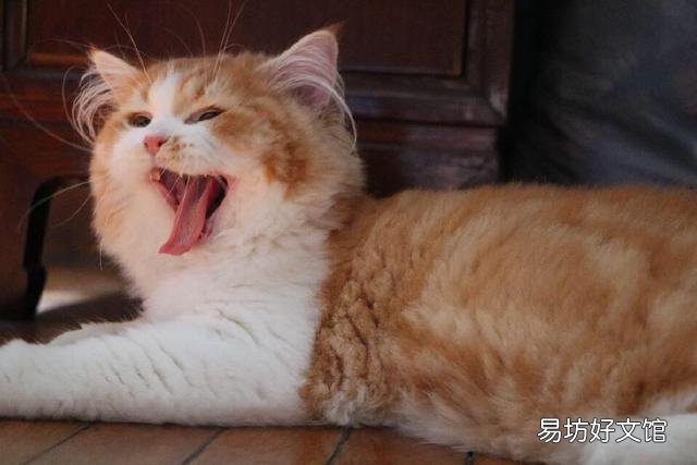 猫怎么叫(猫怎么叫的声音)