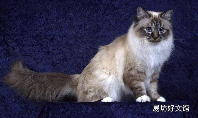 体型最大的猫是什么品种(体型最大的猫科动物)