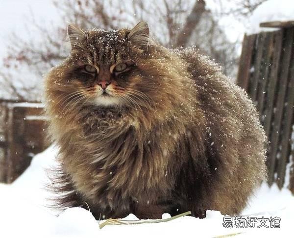 体型最大的猫是什么品种(体型最大的猫科动物)