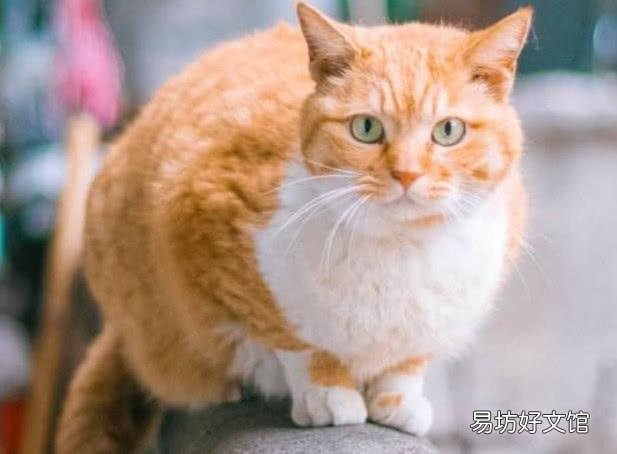 体型最大的猫是什么品种(体型最大的猫科动物)