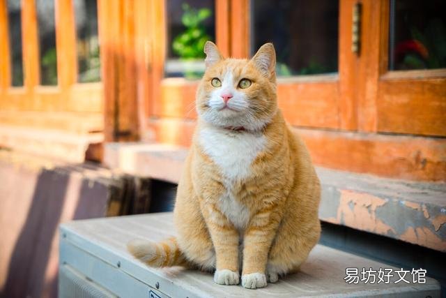 体型最大的猫是什么品种(体型最大的猫科动物)