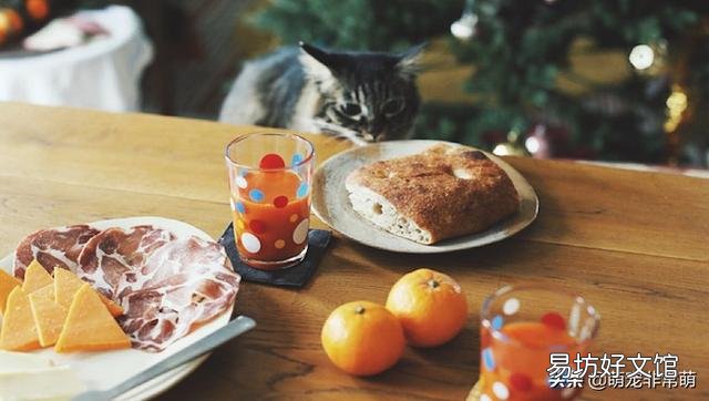 猫可以吃面包吗(宠物猫可以吃面包吗)