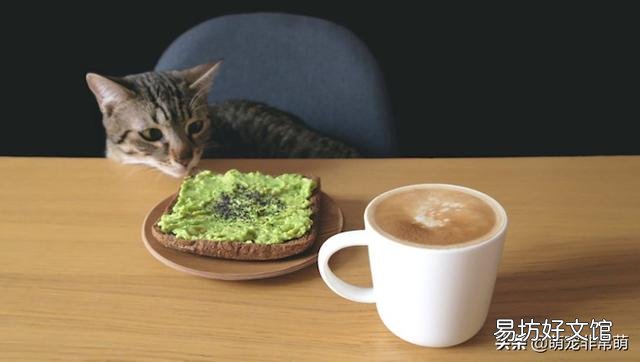 猫可以吃面包吗(宠物猫可以吃面包吗)