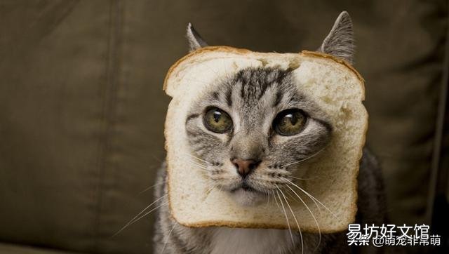 猫可以吃面包吗(宠物猫可以吃面包吗)