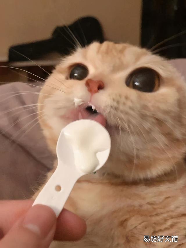 猫可以吃人类的酸奶吗(猫能吃人类的酸奶吗)