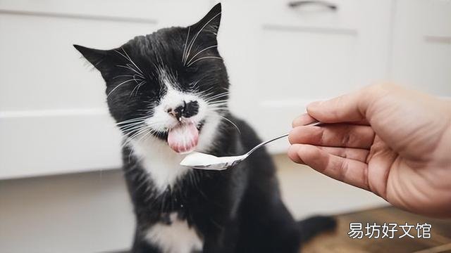 猫可以吃人类的酸奶吗(猫能吃人类的酸奶吗)