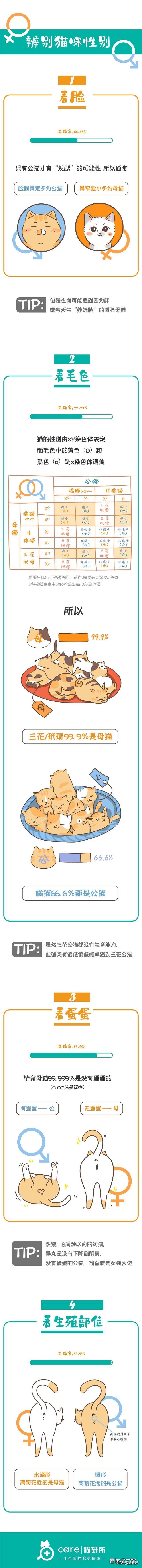 猫公母怎么分辨图片(如何分辨猫公母图片)