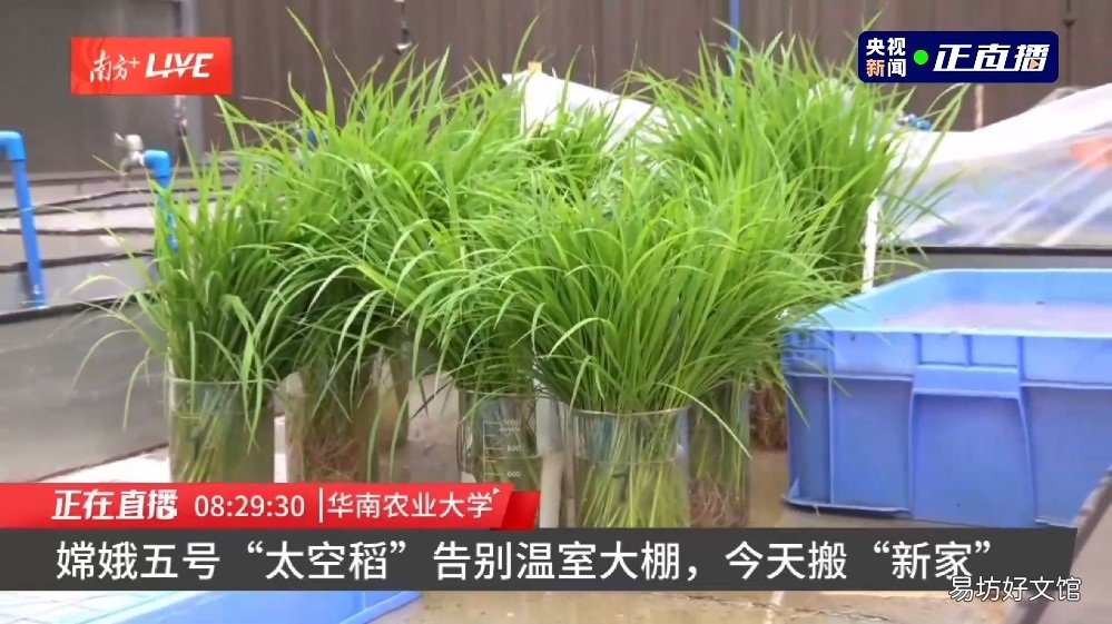 目前在广东播种 嫦娥五号太空稻移栽至试验田