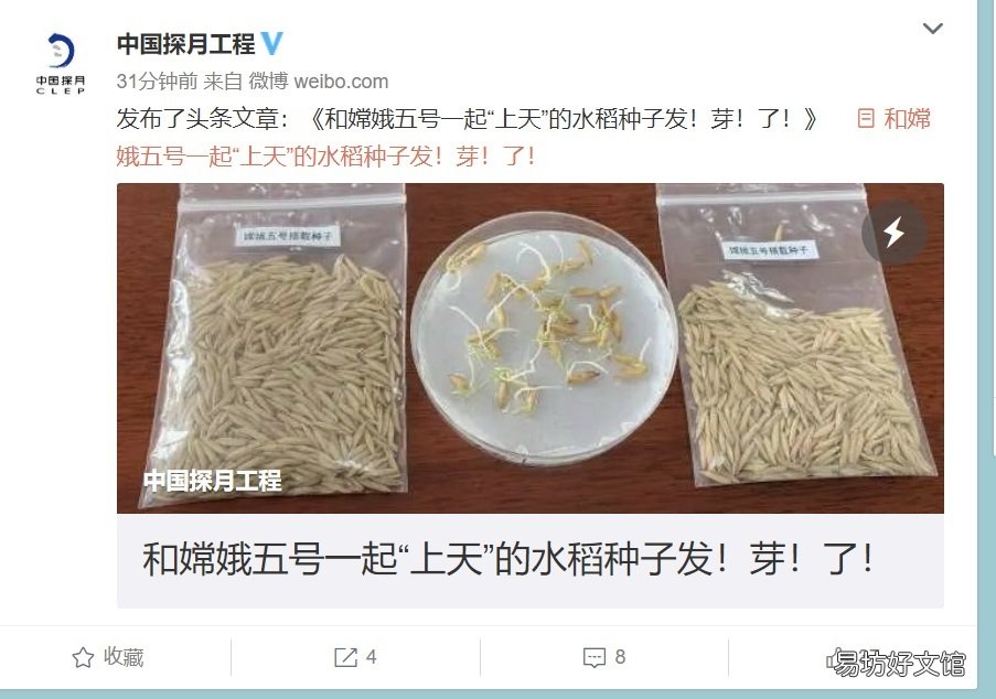 目前在广东播种 嫦娥五号太空稻移栽至试验田