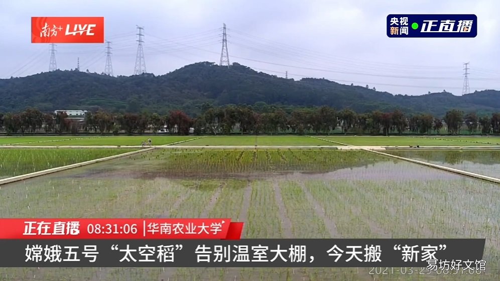 目前在广东播种 嫦娥五号太空稻移栽至试验田