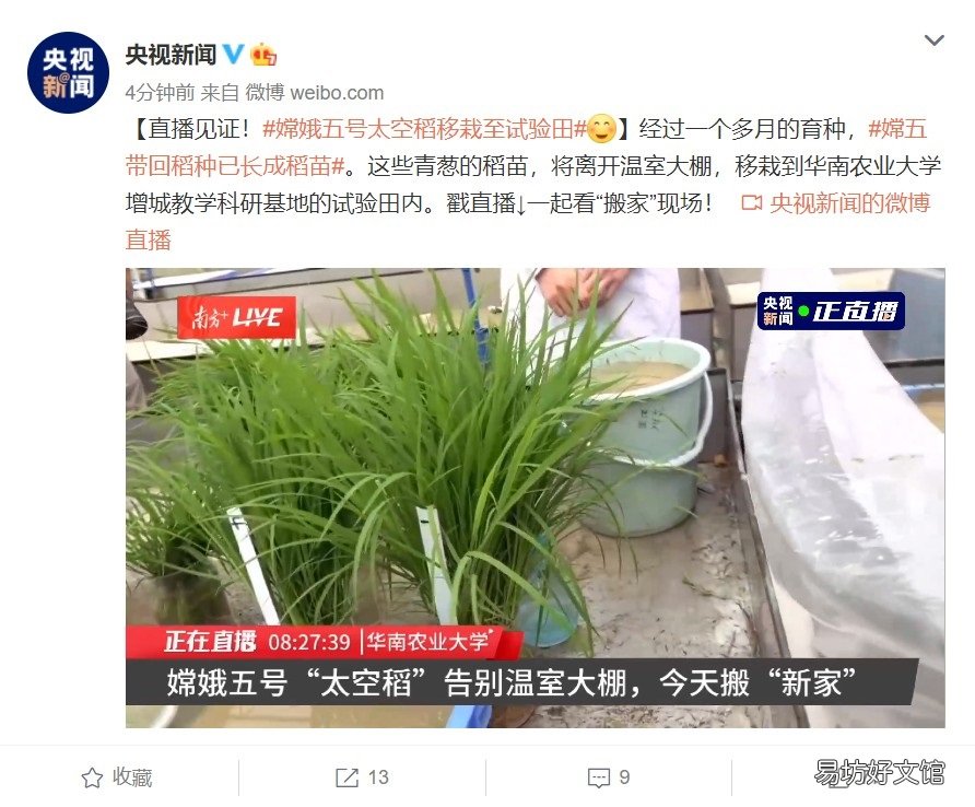 目前在广东播种 嫦娥五号太空稻移栽至试验田