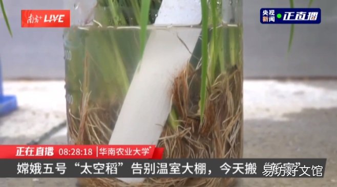 目前在广东播种 嫦娥五号太空稻移栽至试验田