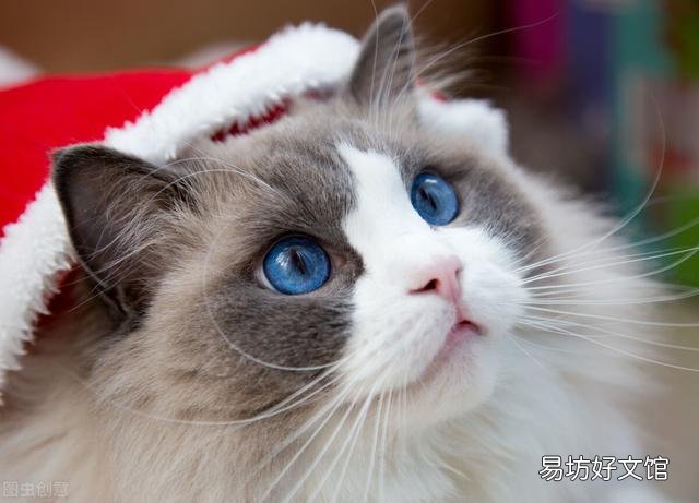 猫粮什么牌子好又便宜(国产猫粮什么牌子好又便宜)