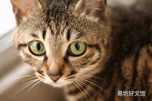 狸花猫是土猫吗(中国狸花猫是土猫吗)