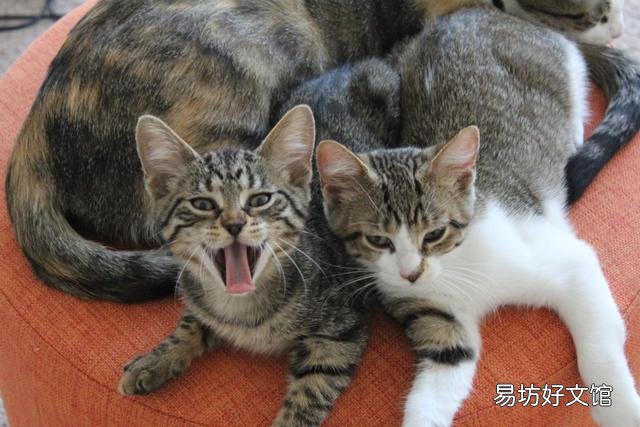 狸花猫是土猫吗(中国狸花猫是土猫吗)