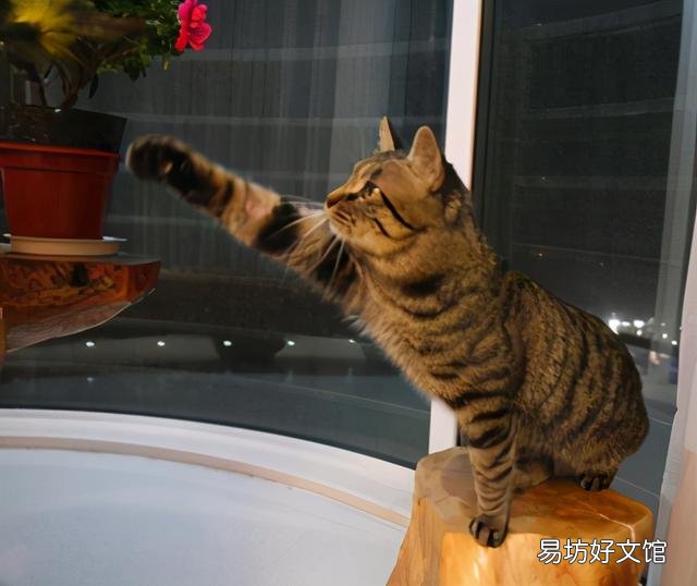 狸花猫是土猫吗(中国狸花猫是土猫吗)