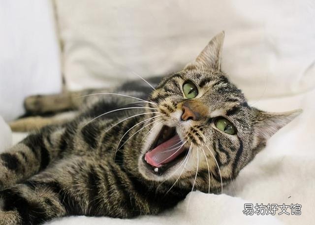 狸花猫是土猫吗(中国狸花猫是土猫吗)