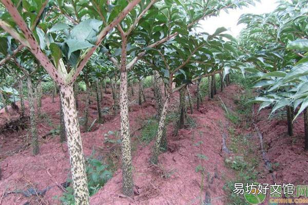 魔芋种植法及收益详情 魔芋种植技术及亩产量及利润