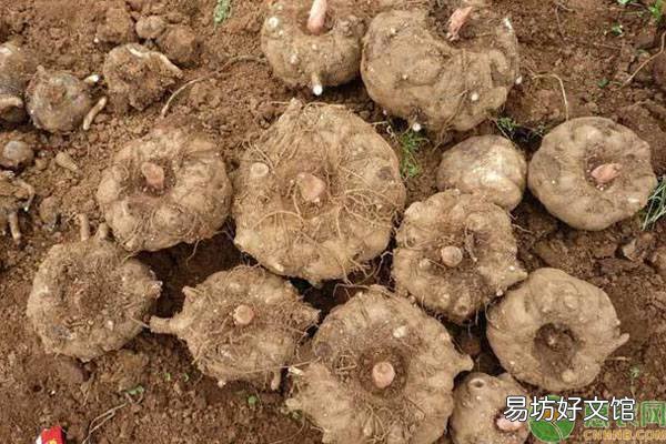 魔芋种植法及收益详情 魔芋种植技术及亩产量及利润