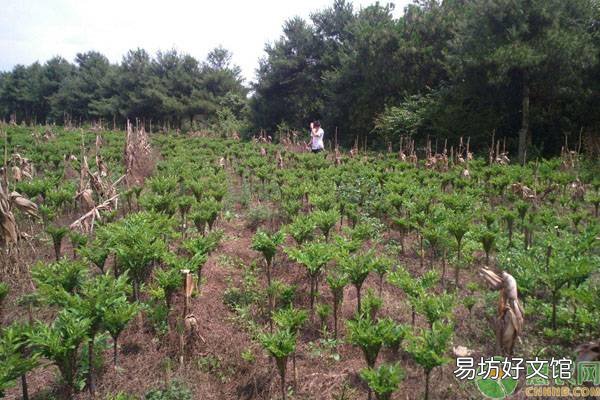 魔芋种植法及收益详情 魔芋种植技术及亩产量及利润