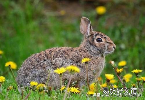 小白必知4个农村创业项目 农村创业项目有哪些