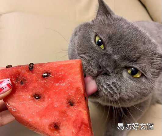 猫咪能吃草莓吗(猫咪吃草莓可以吗)