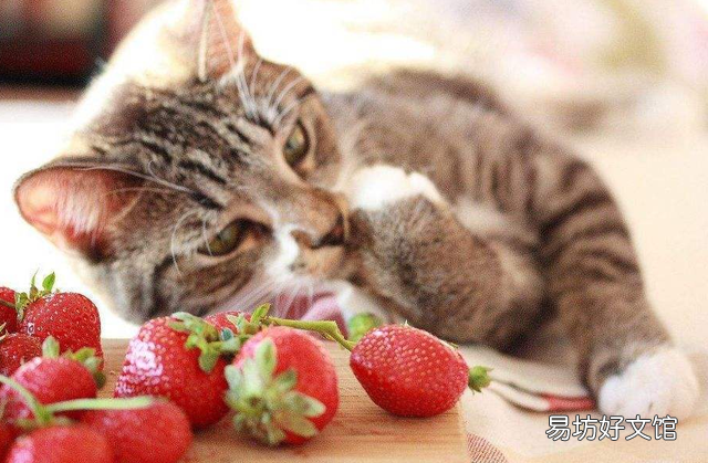 猫咪能吃草莓吗(猫咪吃草莓可以吗)