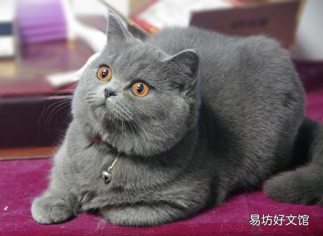 英国短毛猫蓝猫性格(英国短毛猫蓝猫多少钱一只)