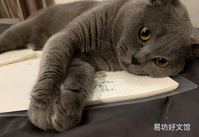 英国短毛猫蓝猫性格(英国短毛猫蓝猫多少钱一只)