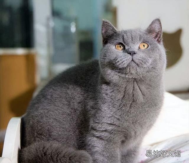 英国短毛猫蓝猫性格(英国短毛猫蓝猫多少钱一只)