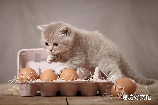猫能吃草莓吗(猫猫能吃草莓么)