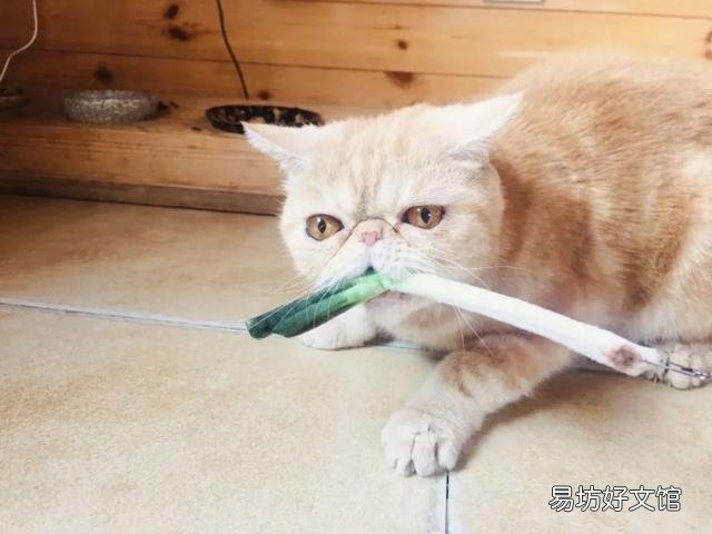 猫能吃草莓吗(猫猫能吃草莓么)