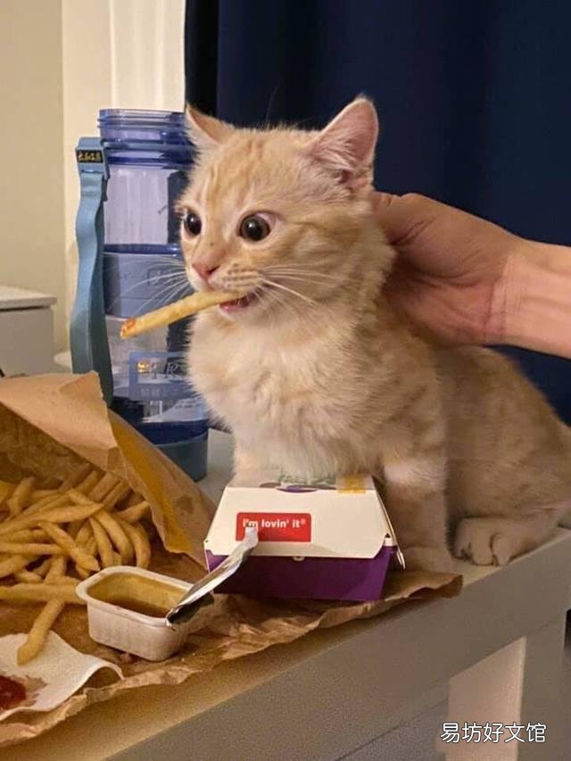 猫能吃草莓吗(猫猫能吃草莓么)