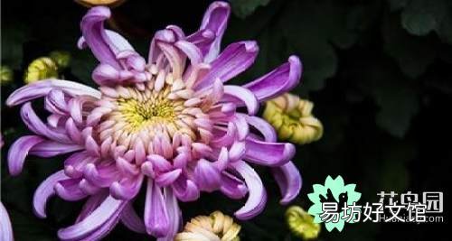 菊花花语代表什么意思，白菊花的花语和象征