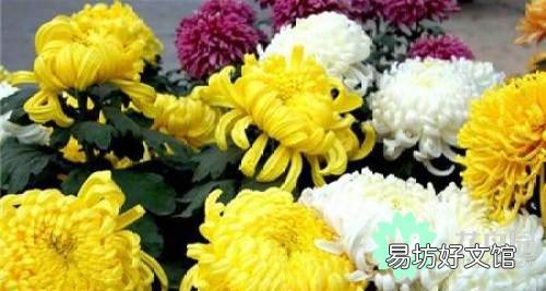 菊花花语代表什么意思，白菊花的花语和象征