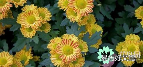 菊花花语代表什么意思，白菊花的花语和象征