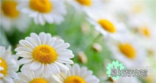 菊花花语代表什么意思，白菊花的花语和象征