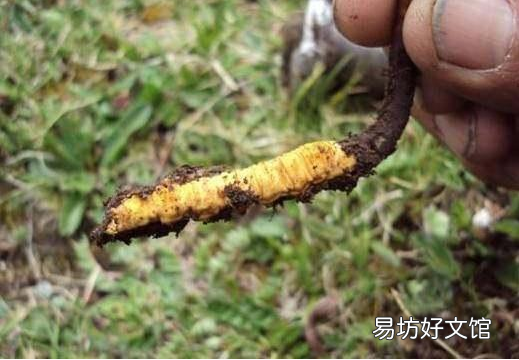 虫草一次吃几根最好，带你揭秘虫草的逆天功效