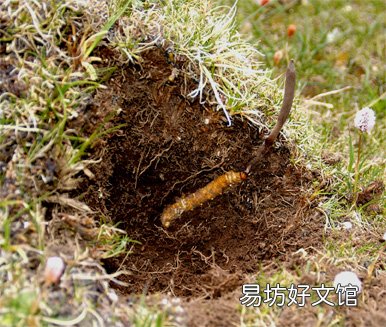 虫草一次吃几根最好，带你揭秘虫草的逆天功效