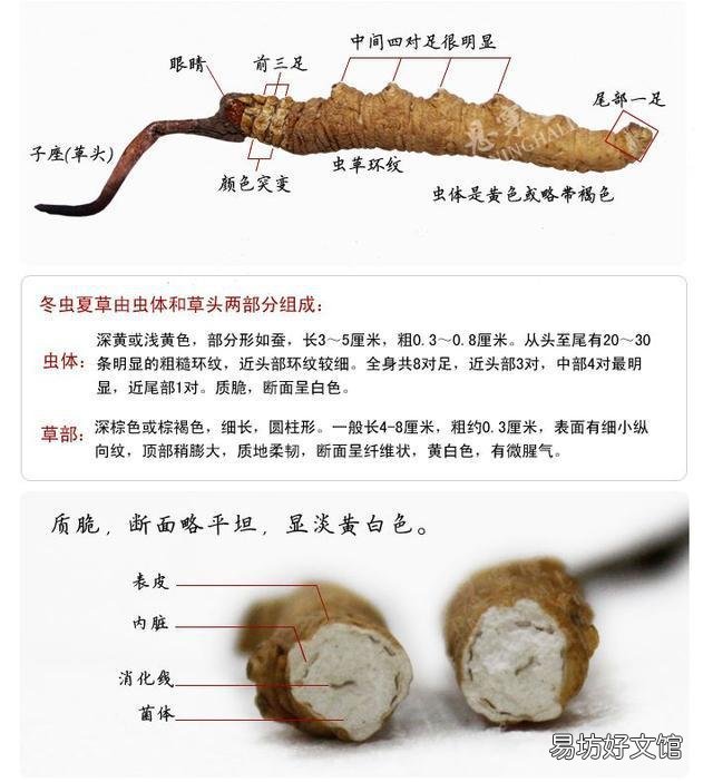 虫草一次吃几根最好，带你揭秘虫草的逆天功效