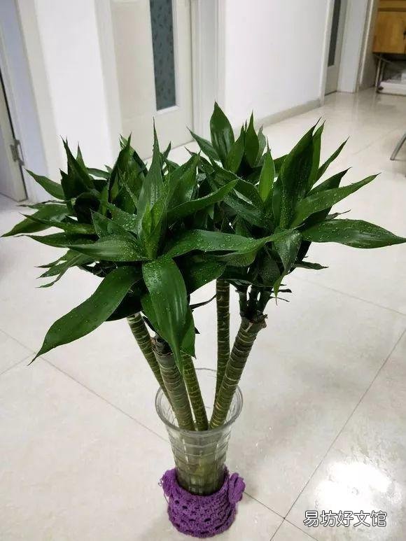 养什么花好，这3种花既好养花期又长