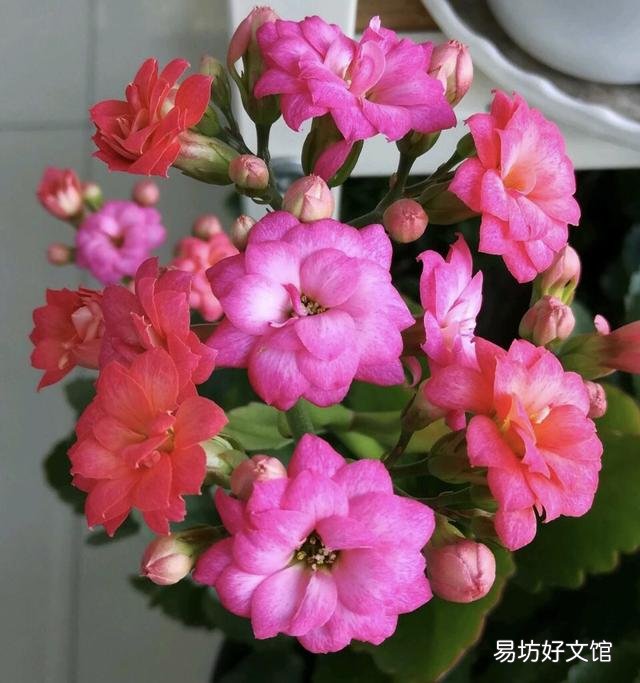 养什么花好，这3种花既好养花期又长