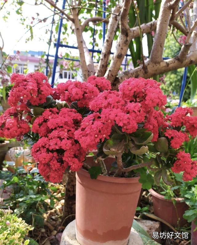 养什么花好，这3种花既好养花期又长